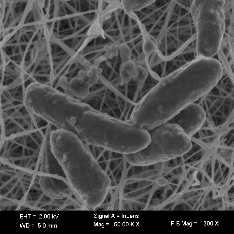 Kolekcja szczepów bakteryjnych i grzybiczych