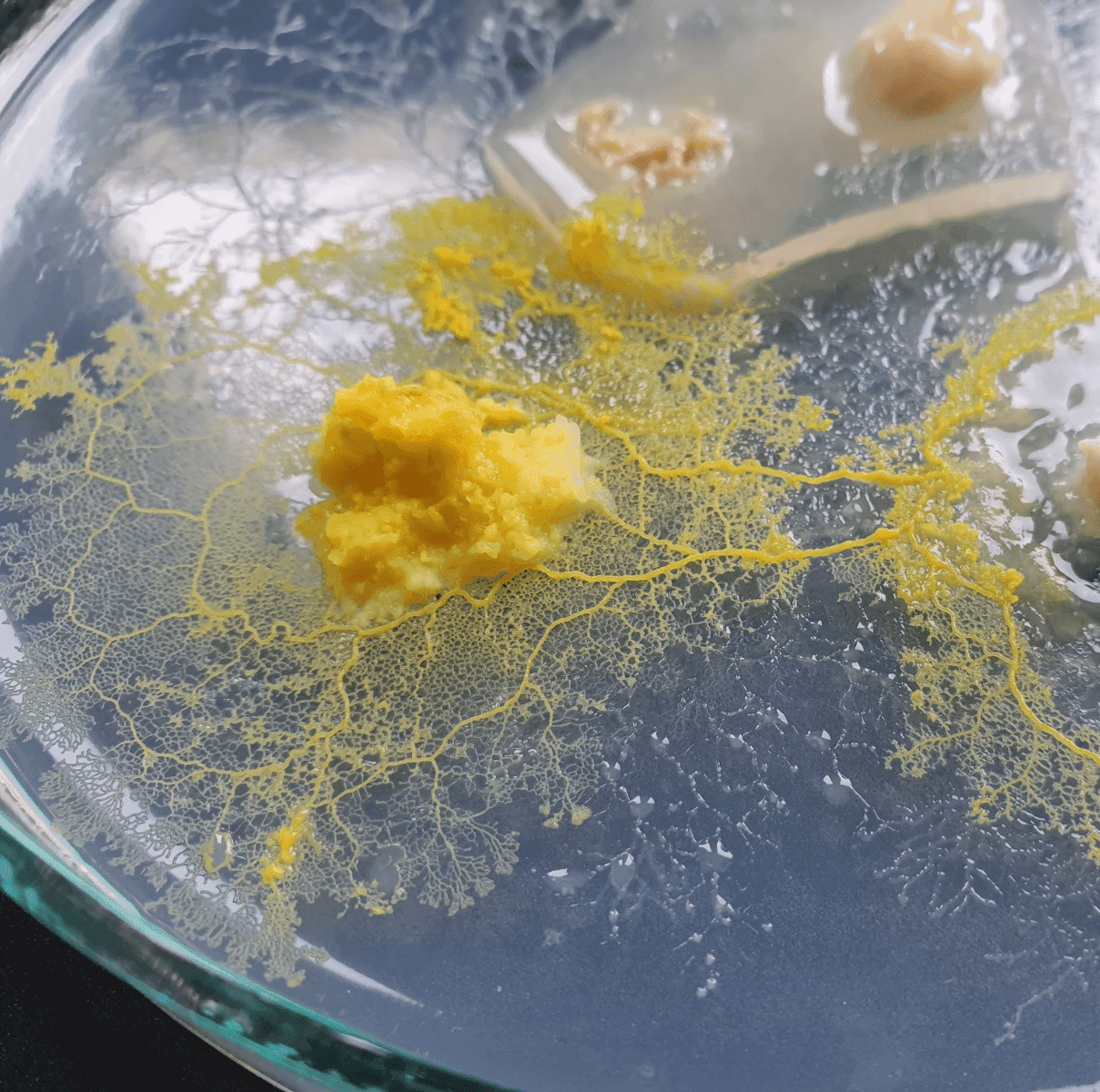 Śluzowiec <i>Physarum polycephalum</i> ('blob')